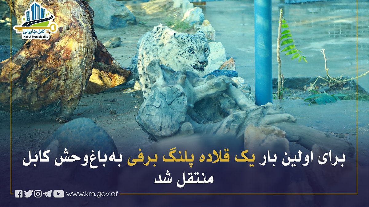 17130.jpg (1820 × 1024)